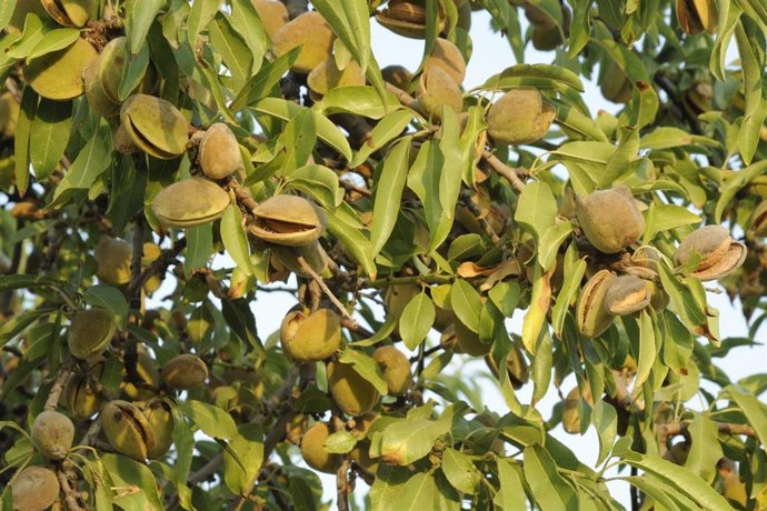 Archivo - Almendra en Alicante