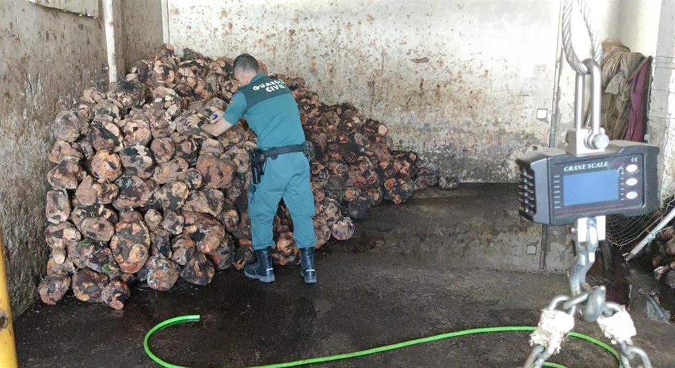 Un agente con las cepas de brezo intervenidas en Jimena.