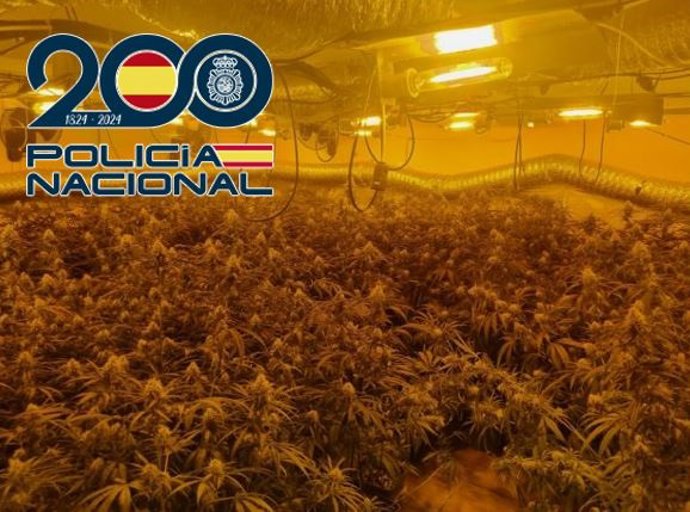 Plantación de marihuana 'indoor' desmantelada
