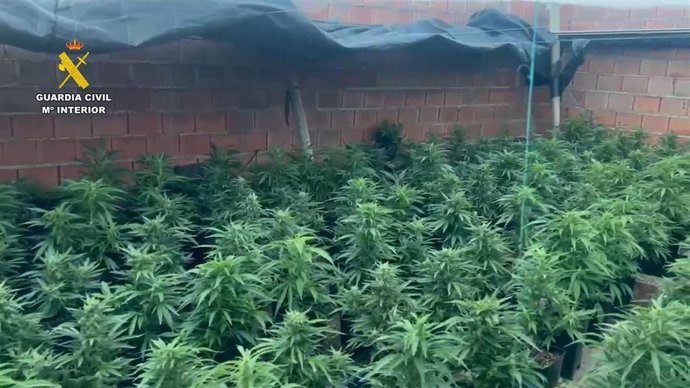 Marihuana intervenida en un invernadero de El Ejido (Almería).