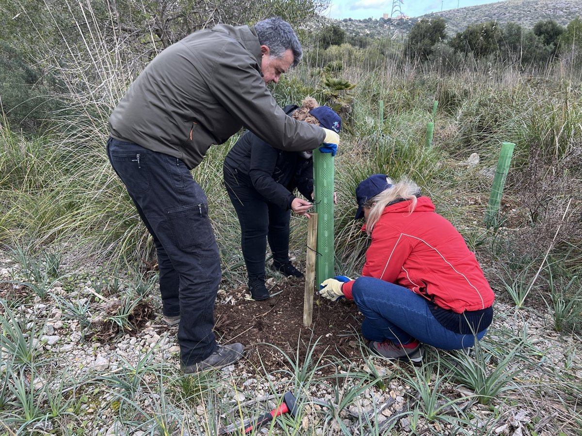 El proyecto Bosque Endesa Baleares, reconocido oficialmente como imbornal de carbono