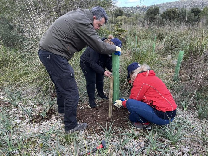 El proyecto Bosque Endesa Baleares, reconocido oficialmente como imbornal de carbono.