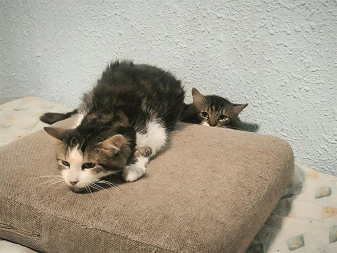 La UMA y Bienestar Animal inspeccionan una vivienda en la que vivían 22 gatos y retiran 17 de ellos a la propietaria