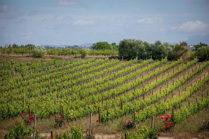 Uno de los terrenos de la Familia Torres