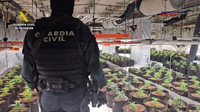 Un guardia civil custodia una plantación de cannabis hallada en el transcurso de una investigación conjunta con los Mossos d'Esquadra.