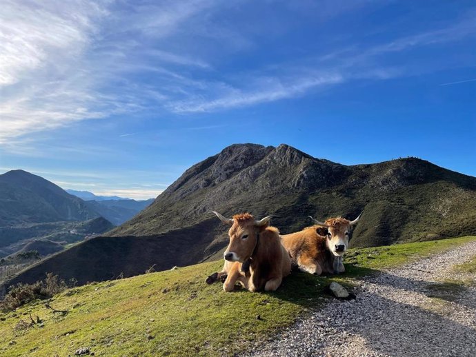 Archivo - Vacas.