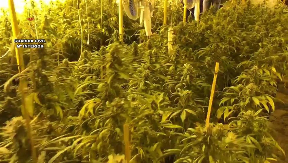 Plantación de marihuana.