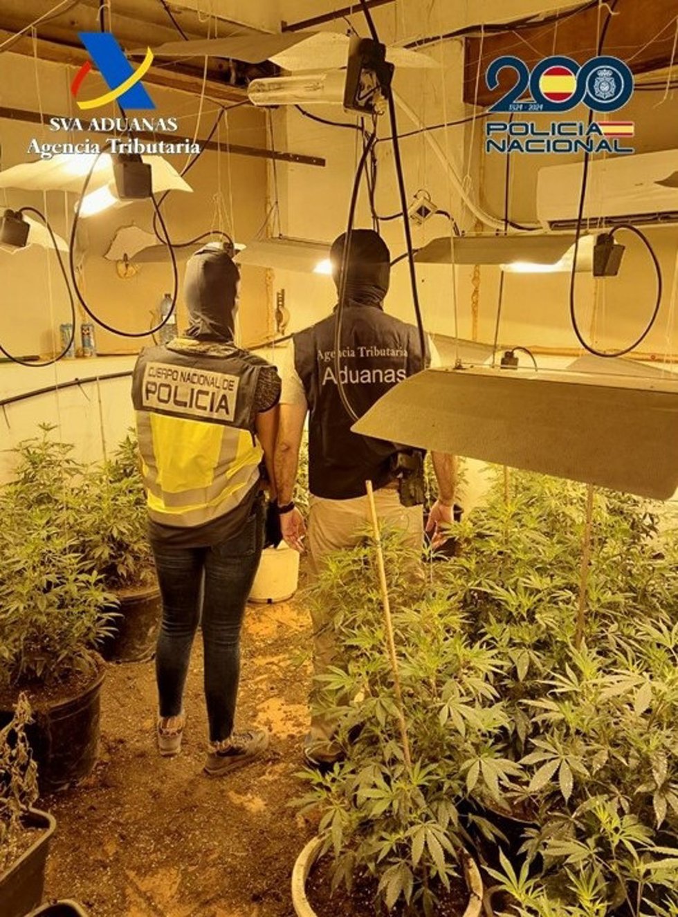 Efectivos de la Policía Nacional y de Vigilancia Aduanera de la Agencia Tributaria en la plantación intervenida