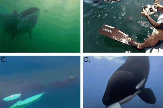 Imágenes de intentos de aprovisionamiento seleccionados