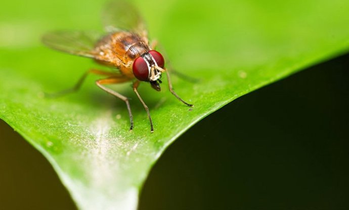 Los insectos Drosophila melanogaster se alimentan de fruta podrida y desempeñan importantes funciones de reciclaje de nutrientes, pero las investigaciones muestran que la exposición al clortalonil les causa graves daños reproductivos.
