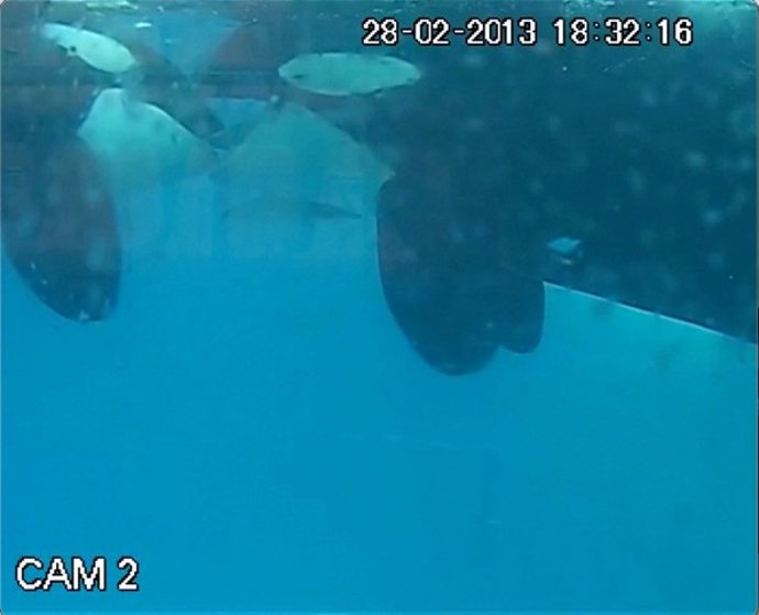 Mordisqueo de lengua en dos orcas salvajes filmado en unos fiordos al oeste de Noruega