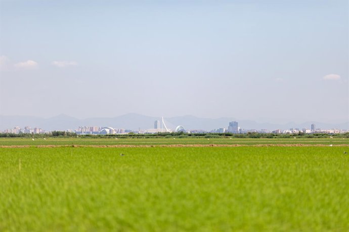 Archivo - Arrocerías