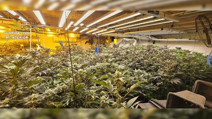 Plantes de marihuana decomissades a Santa Susanna (Barcelona)