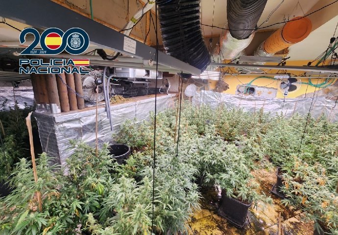 La Policía Nacional ha desmantelado en Coín (Málaga) una plantación de marihuana en el interior de un inmueble. Se han incautado 320 plantas de cannabis sativa en avanzado estado de crecimiento.