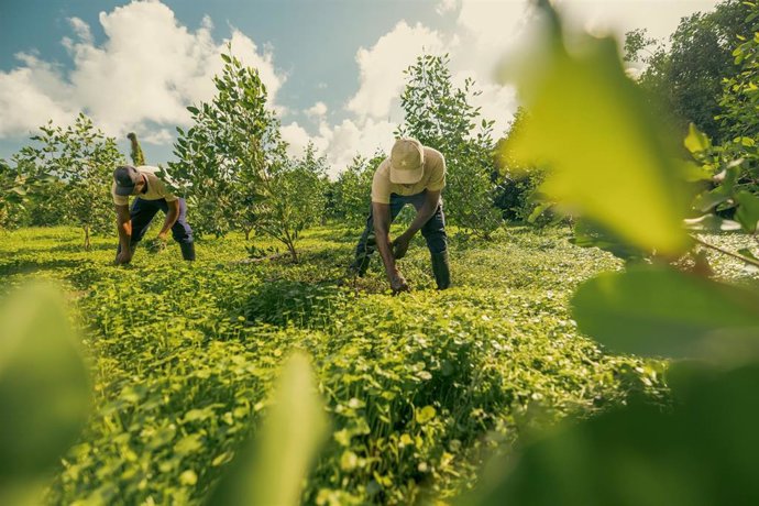 Archivo - Iberostar, única empresa española entre las 100 más influyentes del mundo, según la revista Time