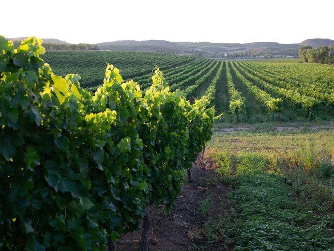 Archivo - El mildiu provoca manchas en las hojas de la vid.