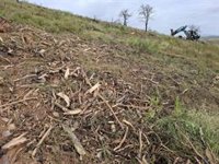 Aragón lidera un ambicioso proyecto internacional para restaurar áreas forestales tras grandes incendios