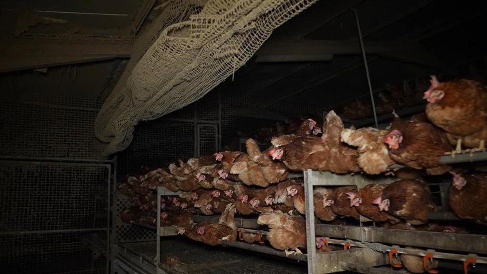 Gallinas en la granja avícola de Llucmajor