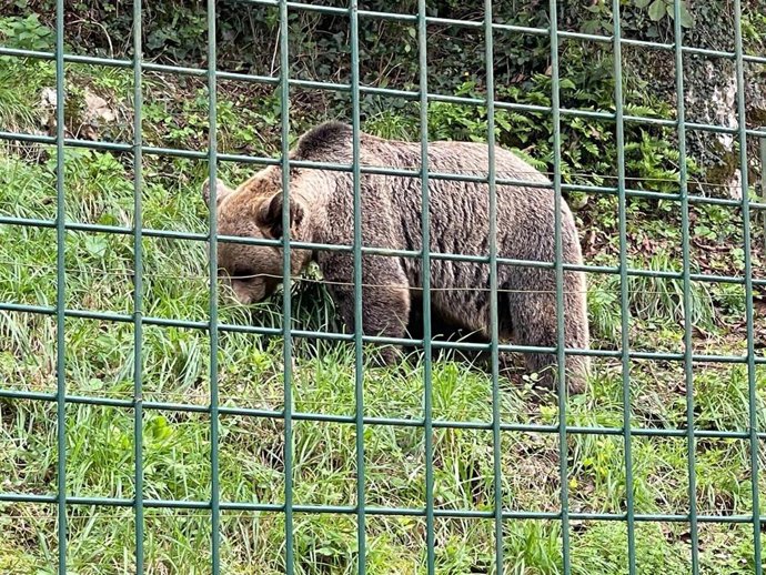 Archivo - La osa Molina en el cercado de Santo Adriano.