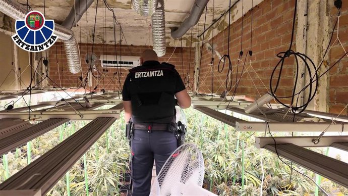 Plantación de marihuana desmantelada en Zalla.