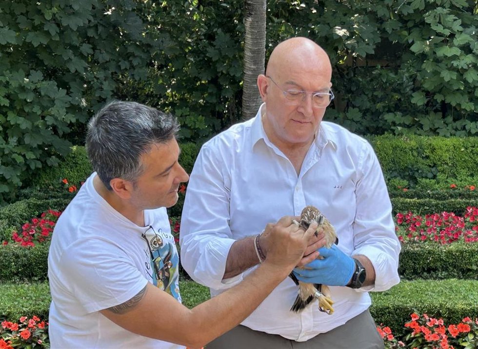 Jesús Julio Carnero (dcha) sostiene una de las crías de águila calzada que se han anillado este miércoles en Valladolid.
