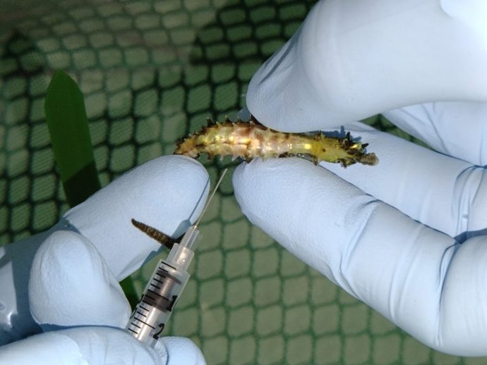 Caballito de mar sometido a una punción por una embolia gaseosa.