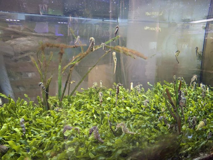 Imagen de archivo de ejemplares de caballitos de mar en las instalaciones actuales del Banco de Especies del Mar Menor, dependiente del Gobierno regional y que tiene como objetivo la conservación de especies emblemáticas del ecosistema