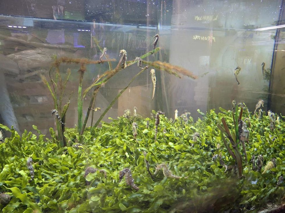 Imagen de archivo de ejemplares de caballitos de mar en las instalaciones actuales del Banco de Especies del Mar Menor, dependiente del Gobierno regional y que tiene como objetivo la conservación de especies emblemáticas del ecosistema
