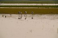 SEO/BirdLife advierte de que Doñana "sigue en riesgo" a pesar de las lluvias y el "gran año de cría" de aves