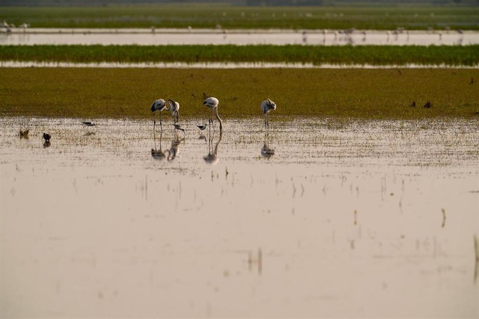 Archivo - Marisma del Coto de Doñana.