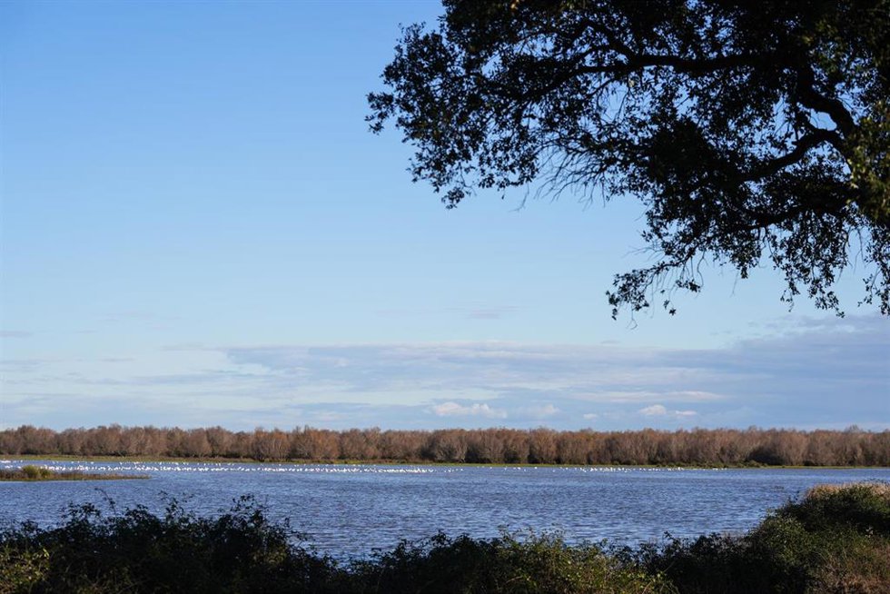 Archivo - Marismas de Doñana.