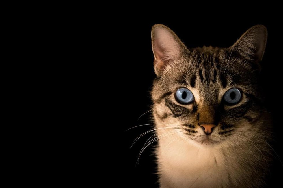 Recurso de gato