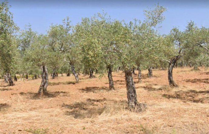 Archivo - Un olivar.