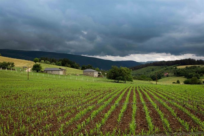 Un campo recién sembrado en el oriente de Asturias.
