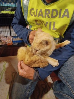 Uno de los gatos rescatados.