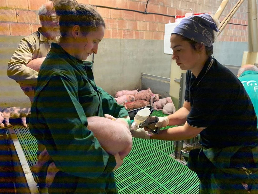 Imagen del trabajo de investigación de la vacuna Biobhyo frente a la disentería porcina.