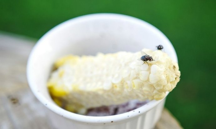 Solo dos segundos: esto es lo que una mosca deja en tu comida al posarse (y cuesta creerlo)