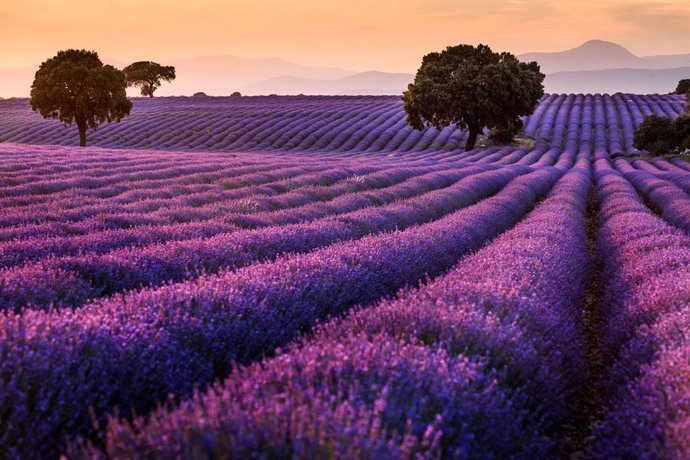 Archivo - Campos de lavanda, a 8 de julio de 2024, en Brihuega, Guadalajara, Castilla-La Mancha (España).  