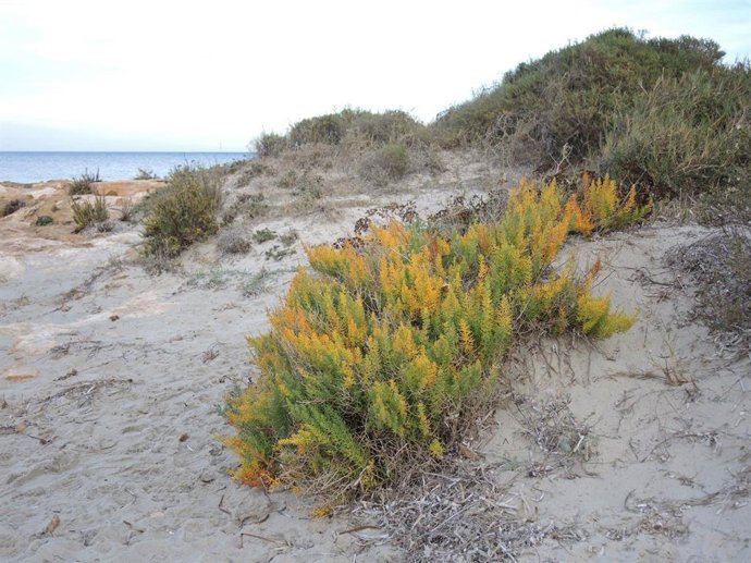 Esparraguera del Mar Menor (Asparagus macrorrhizus)
