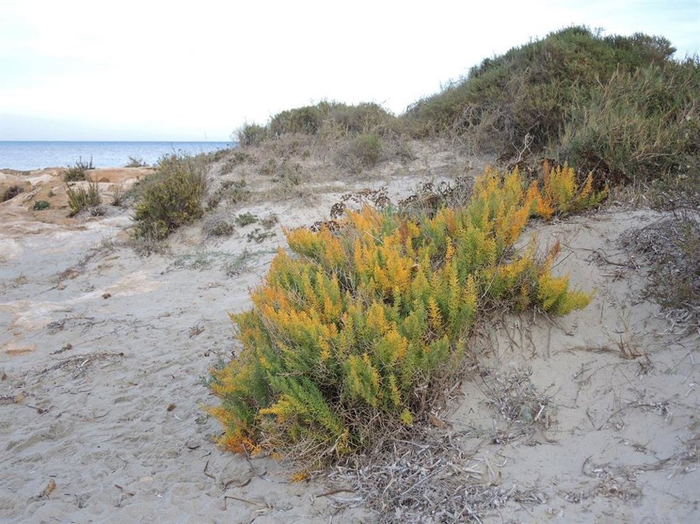 Esparraguera del Mar Menor (Asparagus macrorrhizus)