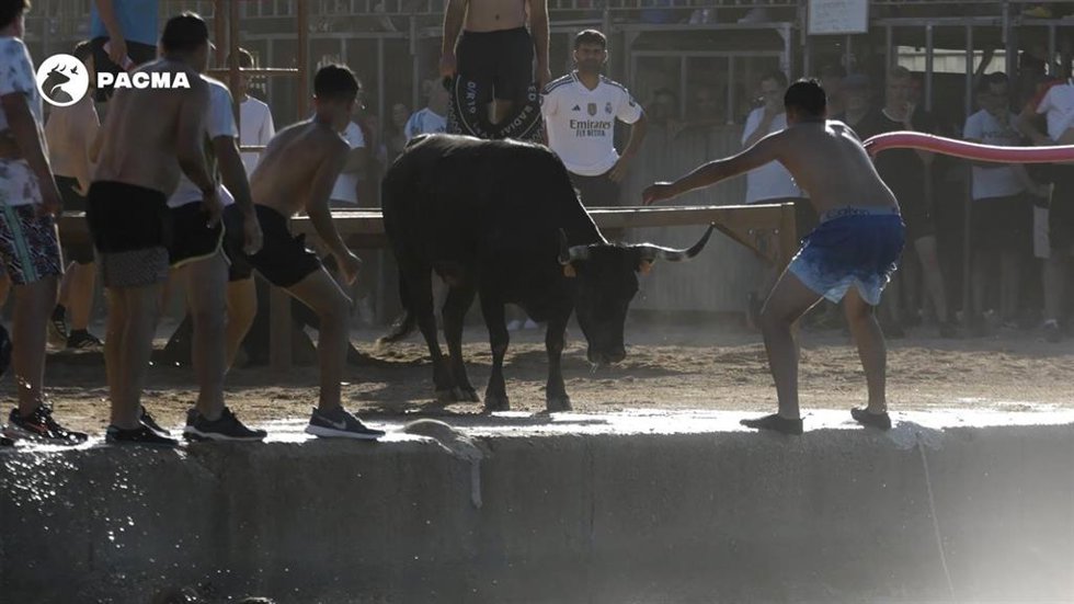Imagen de archivo de los 'bous a la mar' en Dénia (Alicante)