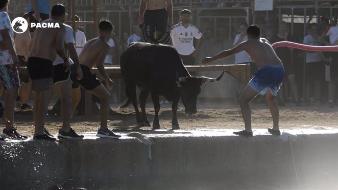 Imagem de arquivo do 'bous a la mar' em Dénia (Alicante).