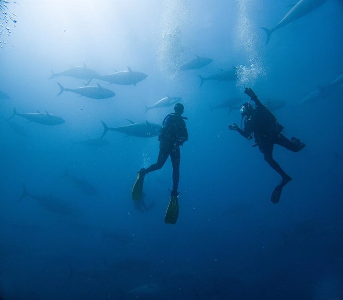 Archivo - Tuna Tour: Sumérgete Entre Gigantes Rojos En La Costa Dorada