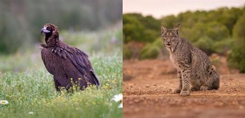 Fundación Endesa lanza la I Convocatoria de Ayudas a Proyectos de Biodiversidad en España