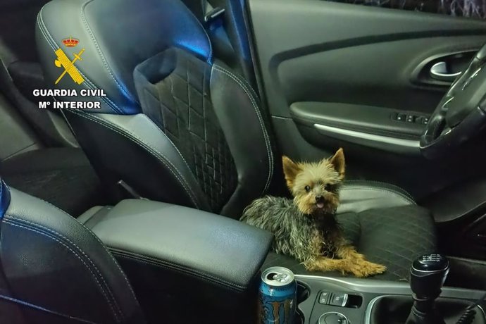 Este yorkshire ayudó