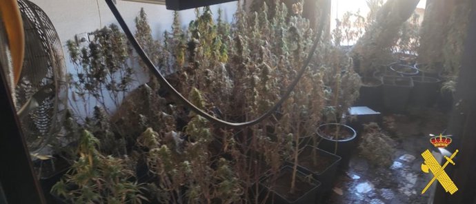 Marihuana localizada en el interior de la vivienda incendiada en Níjar (Almería).