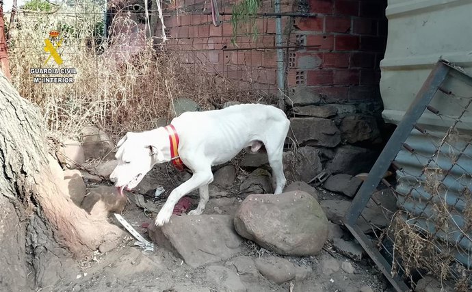 Uno de los perros abandonados rescatados en Tarifa.