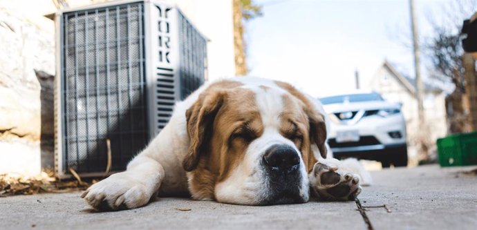 La Real Sociedad Canina llama a la responsabilidad en la Operación Salida: "Casi 1.900 perros mueren atropellados".