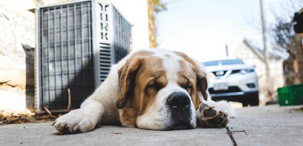 La Real Sociedad Canina llama a la responsabilidad en la Operación Salida: "Casi 1.900 perros mueren atropellados".