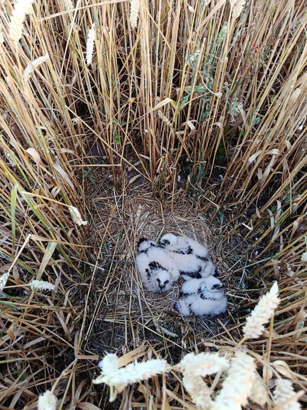 Estas dos especies hacen sus nidos en el suelo